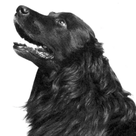 La compagnie des animaux