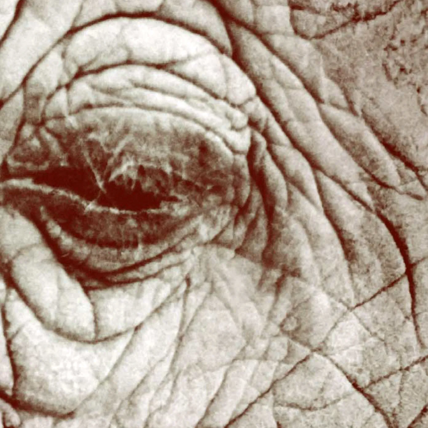 La chanson de l’éléphant