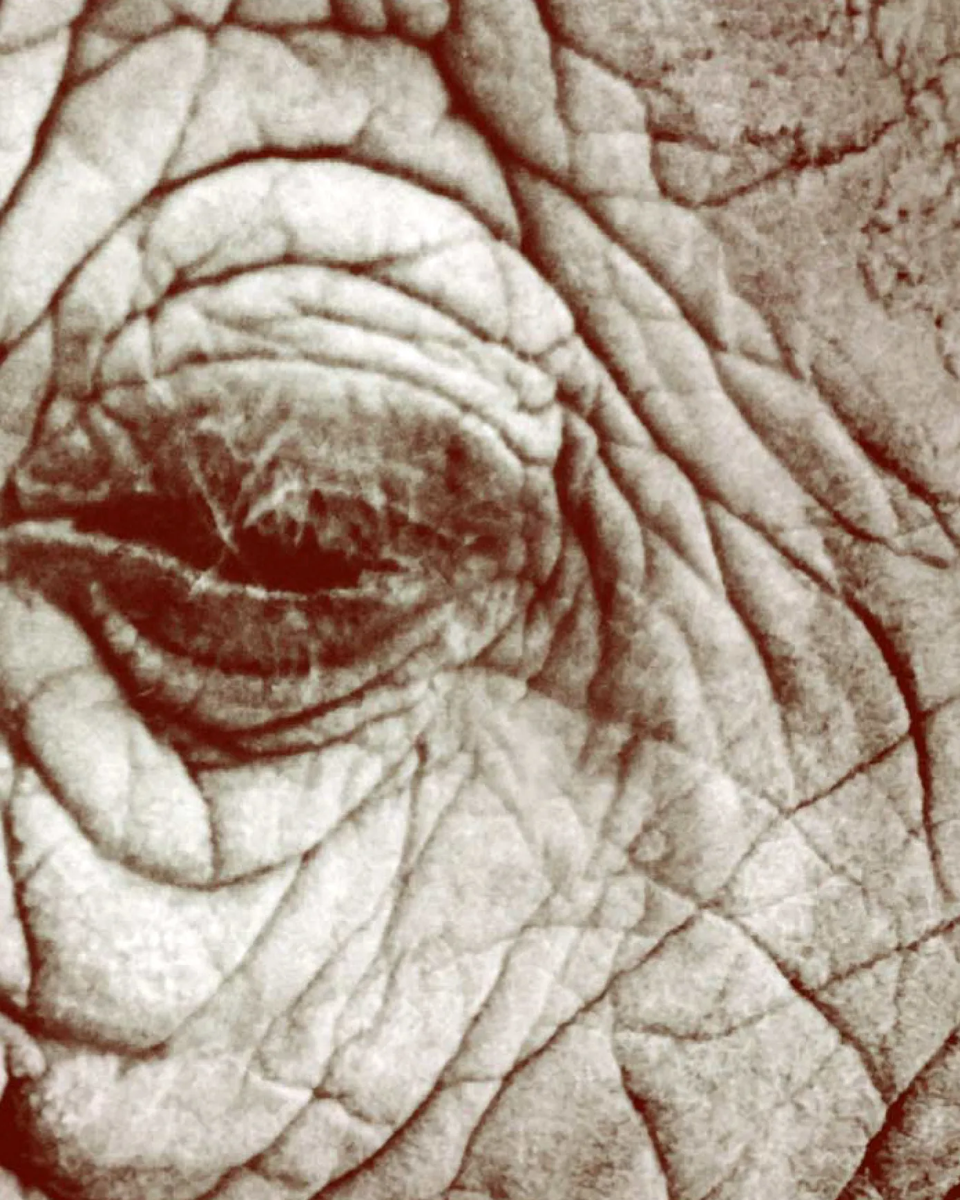 La chanson de l’éléphant