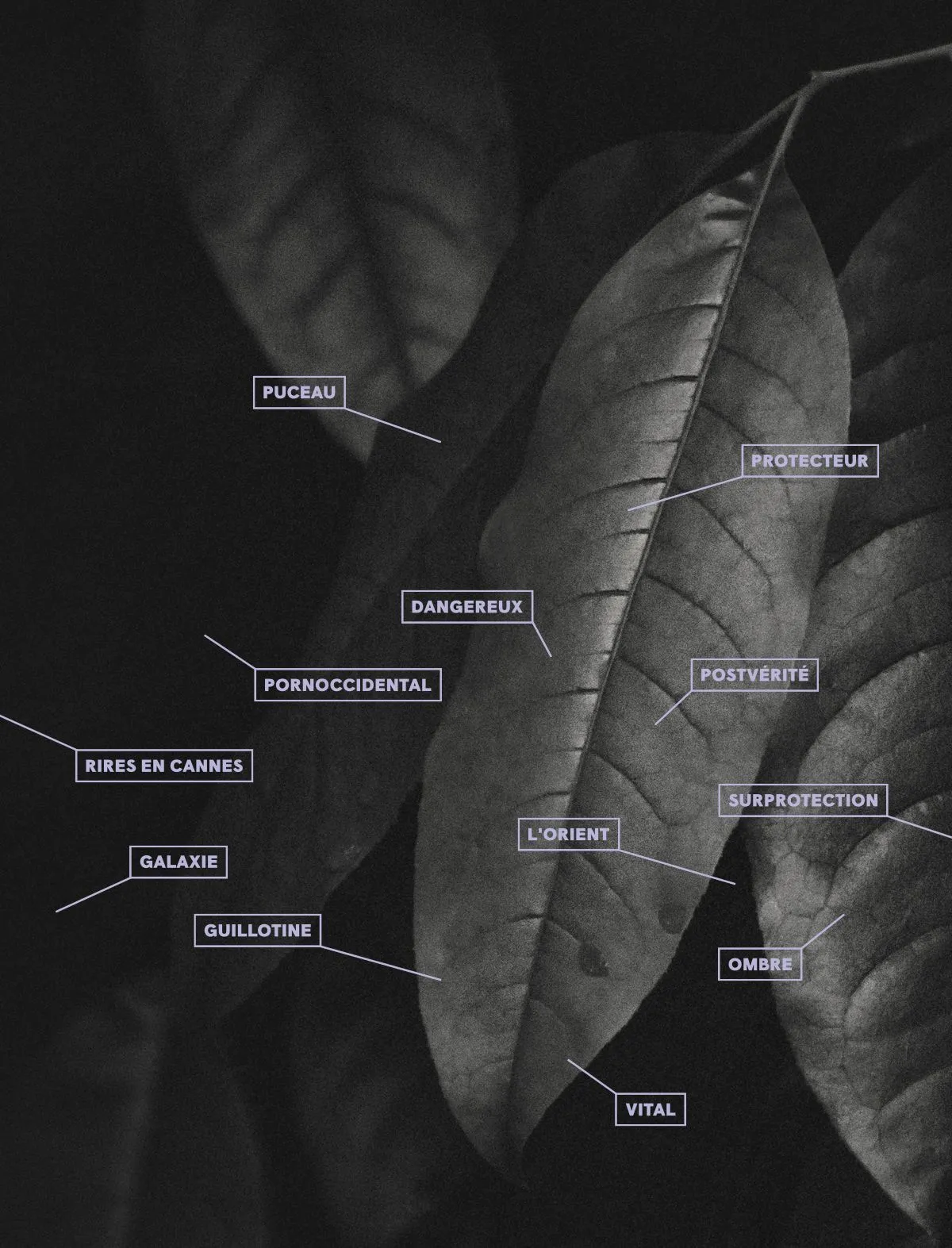 Je suis aussi une plante d'ombre